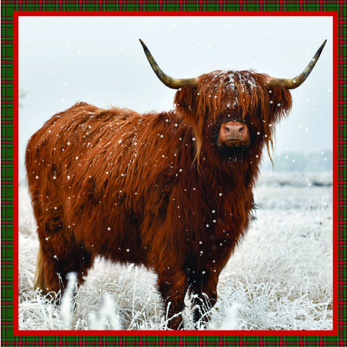 Highland Cow - Large Christmas Card Pack