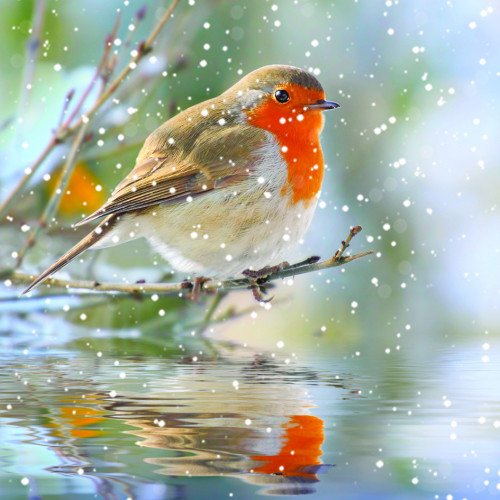 Robins Reflection - Small Christmas Card Pack