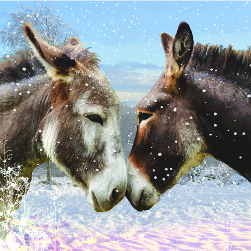 Donkey Kiss - Large Christmas Card Pack