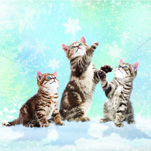 Kittens first snow