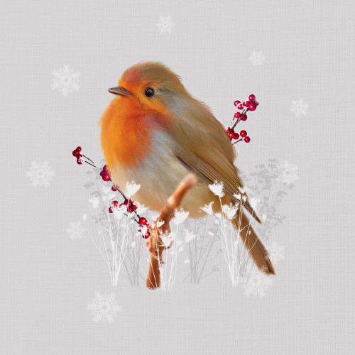 *Majestic Robin - Small Christmas Card Pack