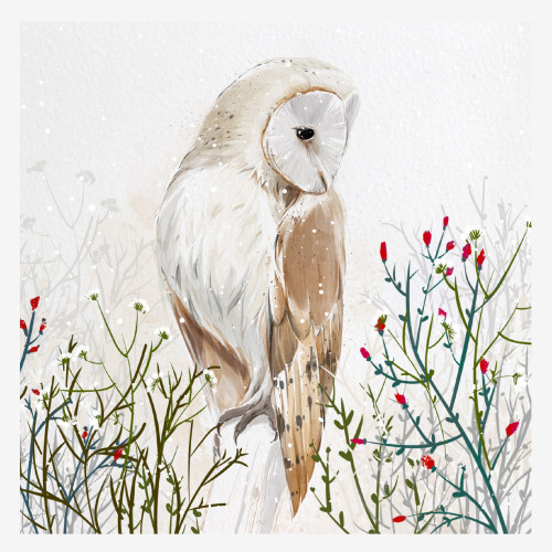 *Barn Owl - Small Christmas Card Pack