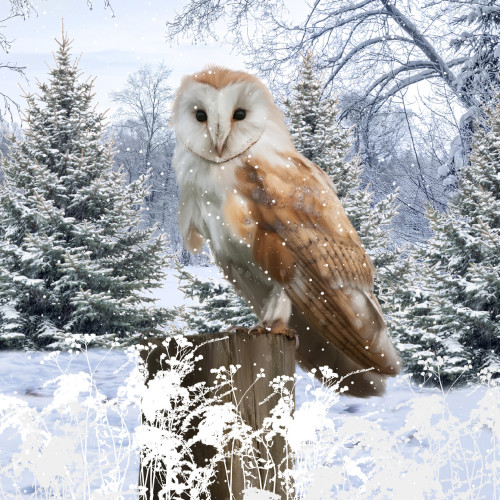 Owl In The Meadow - Small Christmas Card Pack