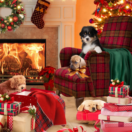 *Cosy Pups By The Fire - Small Christmas Card Pack