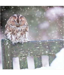 Cosy Owl - Small Christmas Card Pack