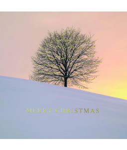 A Sunset Tree - Large Christmas Card Pack 