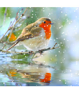 Robins Reflection - Small Christmas Card Pack