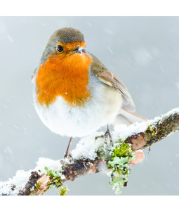 A Snowy Robin - Small Christmas Card Pack