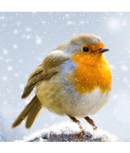 Chubby Robin - Large Christmas Card Pack