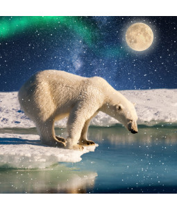 Northern Polar Bear - Small Christmas Card Pack