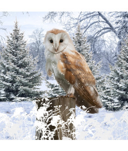 *Owl In The Meadow - Small Christmas Card Pack