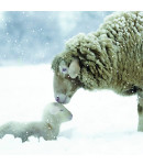 Cute Sheep - Large Christmas Card Pack 