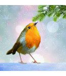 Merry Robin - Large Christmas Card Pack 