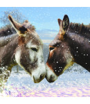 Donkey Kiss - Large Christmas Card Pack