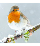A Snowy Robin - Large Christmas Card Pack 